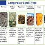 Fossil Formation
